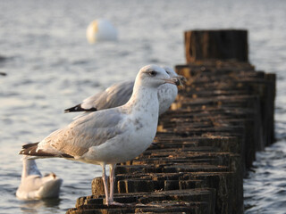 seagulls on the pier