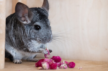 Black and white Chinchilla with pink flowers