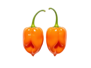 Isolated habanero peppers, orange chili vegetables with green stems, spicy ingredient for cooking