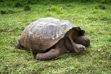 Fototapeta premium Galapagos giant tortoise walking on the grass of Santa Cruz island, Ecuador