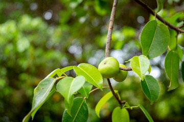 Manchineel tree, Poison Apple Found on Isabela Island