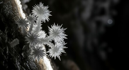 Delicate White Coral Polyps in Dark Underwater Environment.