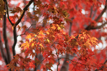 東京散歩　夜明け前の汐留湾岸地区