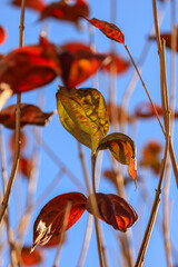 東京散歩　夜明け前の汐留湾岸地区