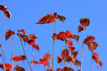 東京散歩　夜明け前の汐留湾岸地区