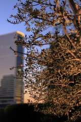 東京散歩　夜明け前の汐留湾岸地区