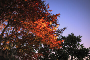 東京散歩　夜明け前の汐留湾岸地区