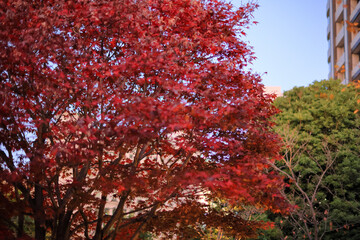 東京散歩　夜明け前の汐留湾岸地区