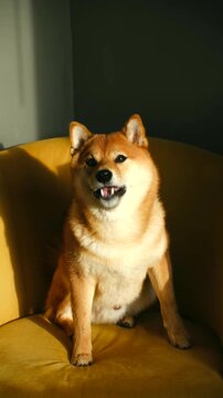 Cute brown shiba inu dog sitting on a yellow armchair, barking and panting happily while illuminated by a warm sunbeam. Domestic pet barking and showing emotions in a cozy home interior. Vertical