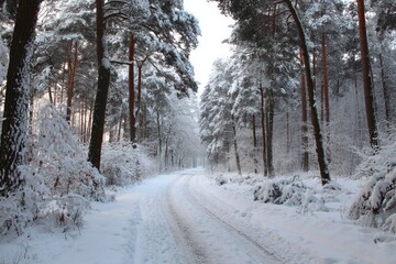 Obraz premium A pristine winter wonderland unfolds in a tranquil forest setting, with a snow-covered path winding gently into the distance. Majestic evergreen trees, their branches heavily laden with a thick blanke