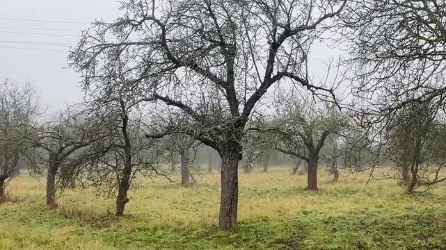 Bare Orchard Trees Standing In Misty Meadow With DewSoaked Grass And Twisted Branches, Low Hedgerow In Distance, Muted Color Palette And Quiet Pastoral Mood. Shot taken on mobile device