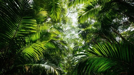 Fototapeta premium Lush Green Canopy: Tropical Palm Trees in a Vibrant Forest, Showcasing Natural Beauty and Serenity