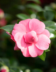 Foto einer japanischen Kamelienbl&uuml;te.