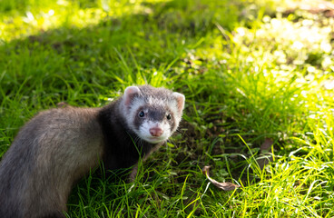 Cute little pet ferret outside in yard