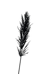 Black silhouette of tall grass on a clean white background, ideal for botanical illustrations, nature design elements, vector art projects, logos, wall art, print templates, eco branding.