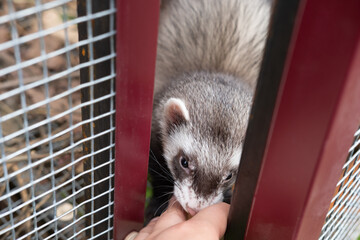 Cute ferret in cage of zoo. Ferret is domesticated form of european polecat. Animal rights. Imprisoned ferret. Weasel have been assigned variety cultural meanings. Veterinary isolation. Furry ferret.