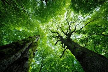 Fototapeta premium A verdant perspective, looking upwards through the canopy of a lush, vibrant green forest