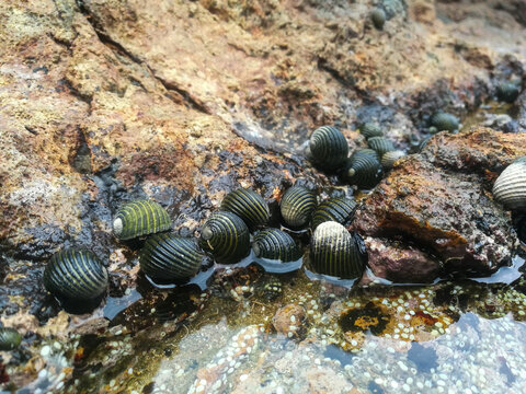 Costate Nerite snails (Nerita costata) clustered on a wet rock, marine gastropod mollusks from the Neritidae family commonly found in intertidal coastal habitats.