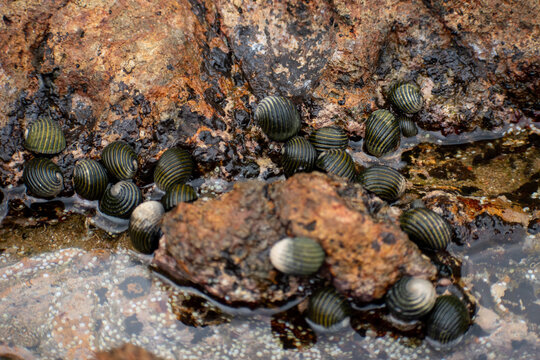 A group of Costate Nerite snails resting on a damp rock surface, marine sea snails known as Nerita Costata, members of the Neritidae gastropod family.