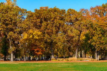 city park on a bright autumn morning, sunlight and shadows on a glade with green grass, yellow and golden autumn leaves on the trees as background, beautiful nature © soleg