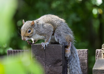 Injured Grey Squirrel With Damaged Paw and Leg Standing on Fence Post in Garden