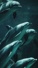 Fototapeta premium Group of Playful Dolphins Swimming Underwater in Clear Blue Water