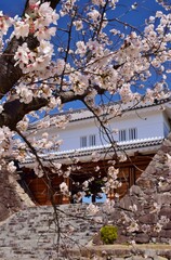 満開の桜につつまれる舞鶴城