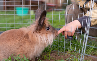 bunny rabbit smell hands of the boy pet for baby petting zoo