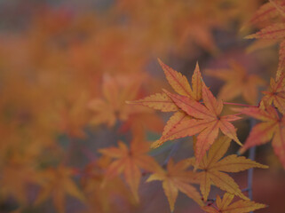 12月に赤く色付いたモミジ