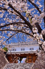 満開の桜につつまれる舞鶴城