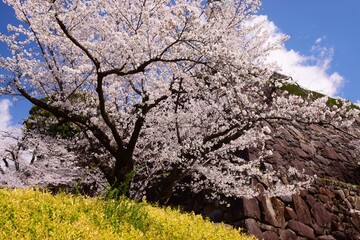 満開の桜につつまれる舞鶴城
