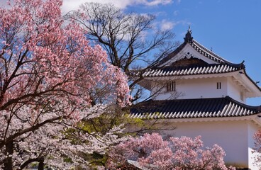 Fototapeta premium 満開の桜につつまれる舞鶴城