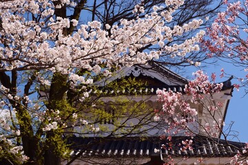 満開の桜につつまれる舞鶴城