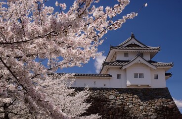 満開の桜につつまれる舞鶴城
