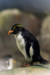 Rockhopper Penguin on a Rock with a Blurred Background