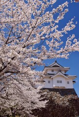 満開の桜につつまれる舞鶴城