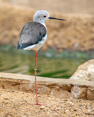 Black-winged Stilt