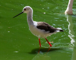 Black-winged Stilt