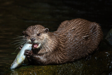 Otter Eating a Fish