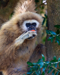 Lar Gibbon