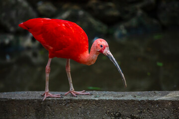 Scarlet Ibis