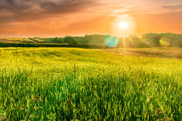 rural summer landscape of green field with golden wheaten hay stacks among farmland fields in a...