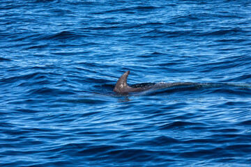 Fototapeta premium Bottlenose Dolphin in the Atlantic Ocean