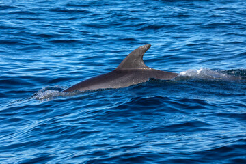 Obraz premium Bottlenose Dolphin in the Atlantic Ocean