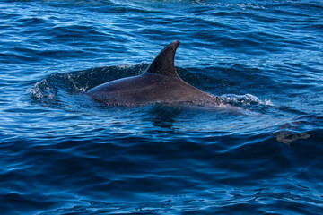 Fototapeta premium Bottlenose Dolphin in the Atlantic Ocean