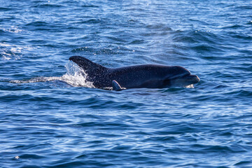 Naklejka premium Bottlenose Dolphin in the Atlantic Ocean