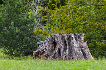 Weathered tree stump in field with natural skull-like eye sockets, nose hollows