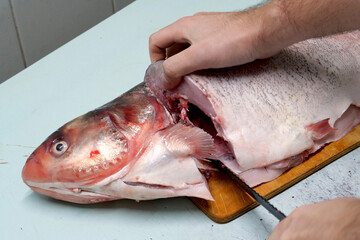 Man prepares fresh silver carp fish. Cuts it into steaks with a knife. home cooking concept