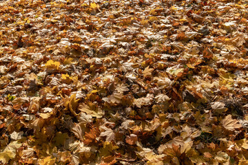Obraz premium Warm-toned autumn leaves scattered on the ground in a natural setting, a seasonal texture reminiscent of the foliage and colors of the forest, an atmosphere rich in nuances of color. web news, events