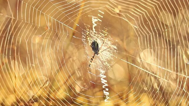 Morning light hits the Yelnya swamp in Belarus. Spider webs glisten as they capture droplets. Nature shows its details as the day begins in this swamp area